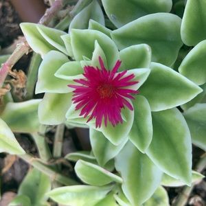 Meet your Posher, Ivanka